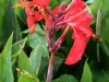 Canna Lilly