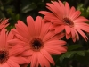 Gerber Daisies