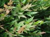 Gulfstream Nandina