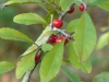 Deciduous Holly