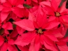 Poinsettias