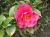 Shi-Shi Camellia (Shi Shi Gashira)