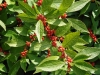 Winterberry Holly