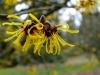 Witch-Hazel