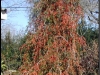 Weeping Yaupon Holly