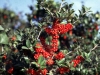 Weeping Yaupon Holly